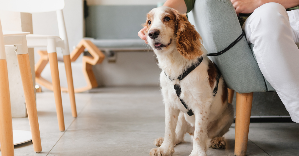 dental therapy dogs are on the rise in practices to help reduce anxiety in nervous patients